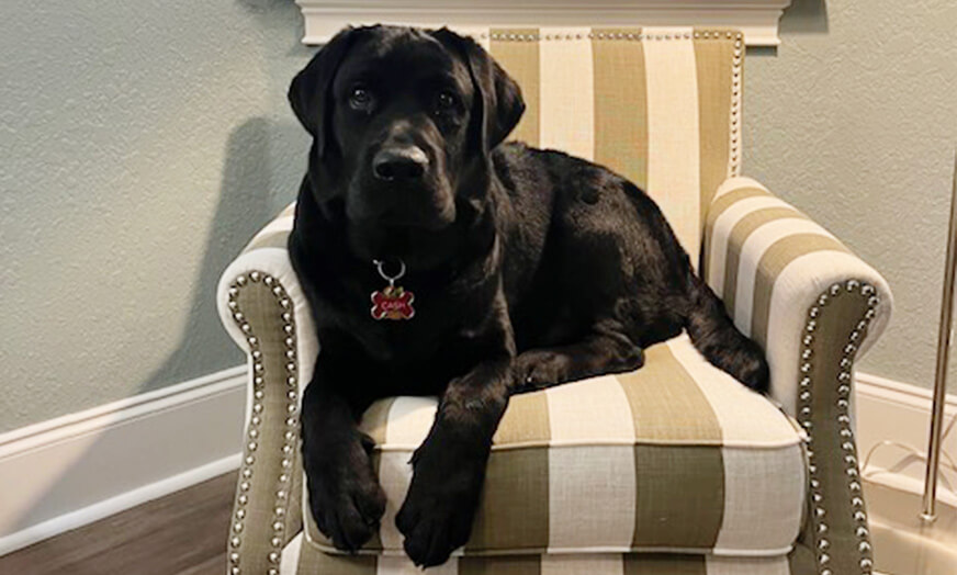 Fabrics that can withstand pets
