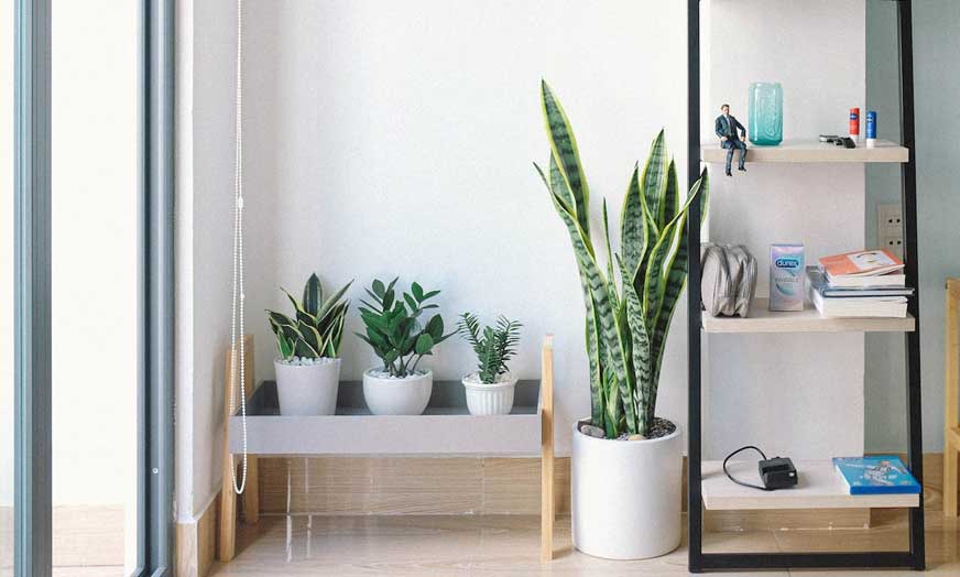 House plants